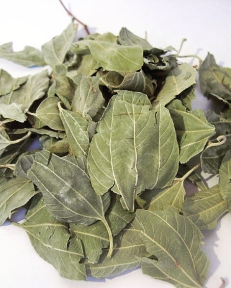 Сидр барги (граммли).jpg